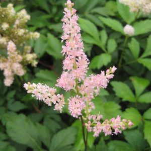 1 gallon - Rheinland Astilbe (ASTILBE RHEINLAND) - 1 gallon - 1 gallon