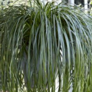 1 gallon - Ribbon Falls Sedge (GRASS - CAREX RIBBON FALLS) - 1 gallon - 1 gallon
