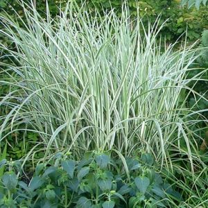 3 gallon - Rigoletto Maiden Grass (GRASS - M. S. RIGOLETTO) - 3 gallon - 3 gallon
