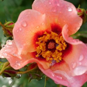 3 gallon - Ringo All-Star™ Rose (ROSE RINGO ALL STAR) - 3 gallon - 3 gallon