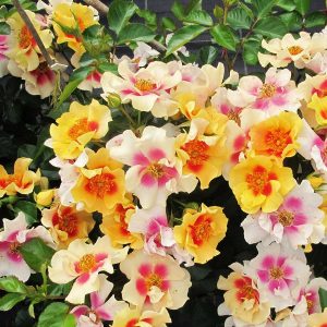 3 gallon - Ringo® Rose (ROSE RINGO) - 3 gallon - 3 gallon