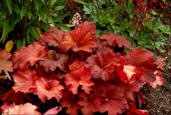 1 gallon - Rio Coral Bells (HEUCHERA RIO) - 1 gallon - 1 gallon