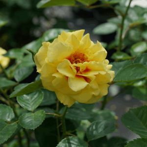 3 gallon - Rise Up™ Ringo Rose (ROSE RISE UP RINGO) - 3 gallon - 3 gallon