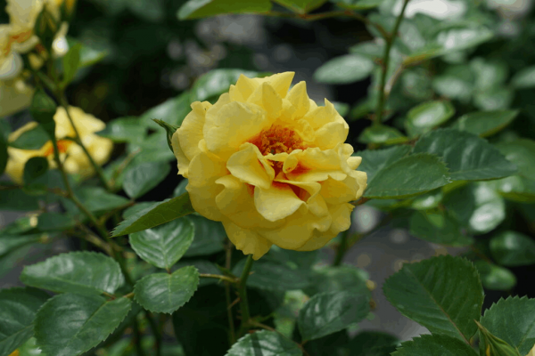 3 gallon - Rise Up™ Ringo Rose (ROSE RISE UP RINGO) - 3 gallon - 3 gallon