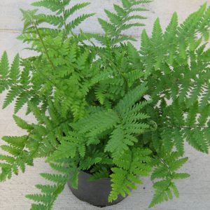 1 gallon - Robust Male Fern (FERN -ROBUSTA MALE) - 1 gallon - 1 gallon