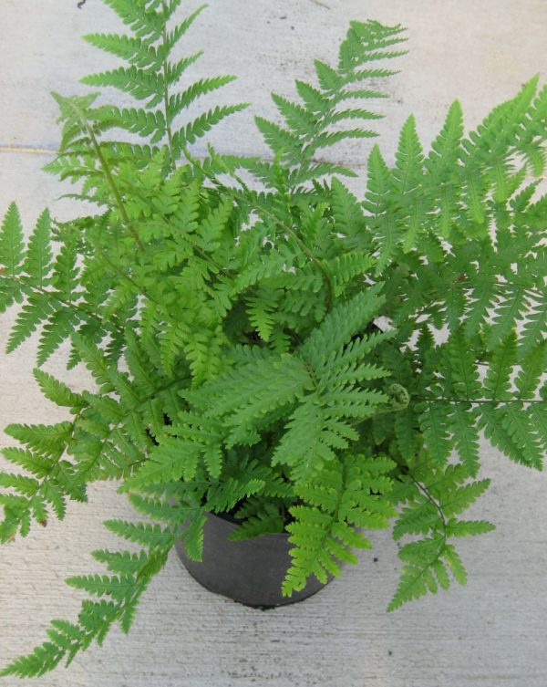 1 gallon - Robust Male Fern (FERN -ROBUSTA MALE) - 1 gallon - 1 gallon