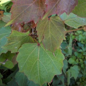 1 gallon - Robusta Boston Ivy (PARTHENOCISSUS TRI. ROBUSTA) - 1 gallon - 1 gallon