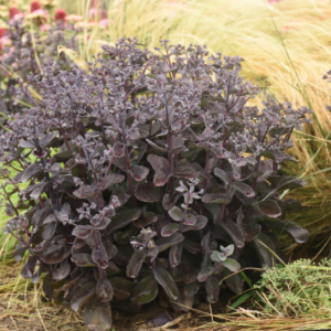 1 gallon - Rock 'N Grow® 'Back in Black' Stonecrop (SEDUM BACK IN BLACK) - 1 gallon - 1 gallon