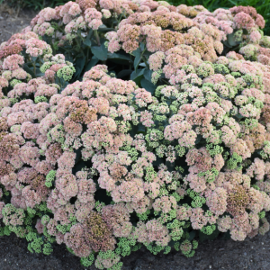 1 gallon - Rock 'N Grow® 'Coraljade' Stonecrop (SEDUM CORALJADE) - 1 gallon - 1 gallon