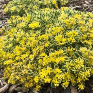 1 gallon - Rock 'N Low® 'Boogie Woogie' Stonecrop (SEDUM ROCK N GROW BOOGIE WOOGIE) - 1 gallon - 1 gallon