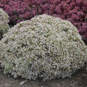 1 gallon - Rock 'N Round® 'Bundle of Joy' Stonecrop (SEDUM ROCK N GROW BUNDLE OF JOY) - 1 gallon - 1 gallon
