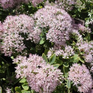 1 gallon - Rock 'N Round® 'Pure Joy' Stonecrop (SEDUM PURE JOY) - 1 gallon - 1 gallon