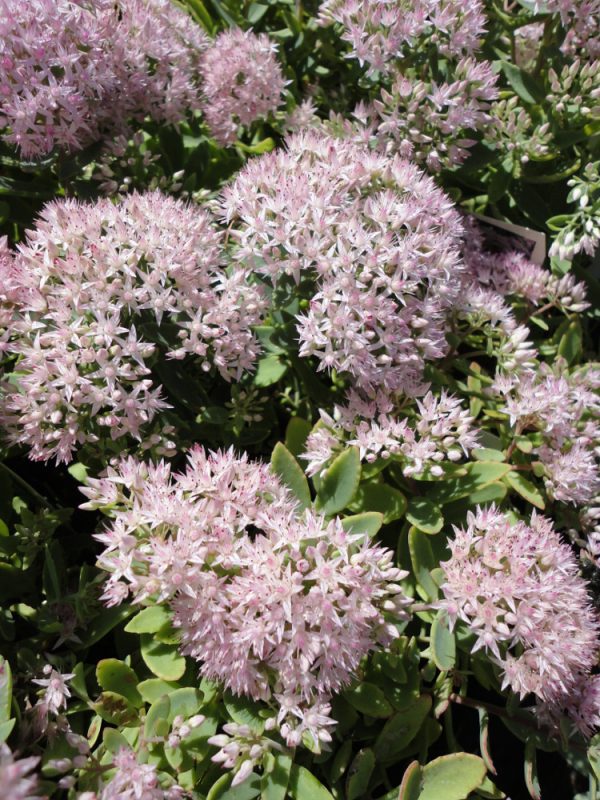 1 gallon - Rock 'N Round® 'Pure Joy' Stonecrop (SEDUM PURE JOY) - 1 gallon - 1 gallon