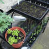 Rootrainer Racking Station - Image 5
