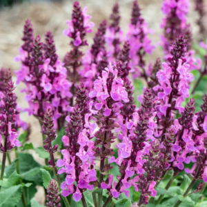 1 gallon - Rose Marvel Salvia (SALVIA NEMEROSA ROSE MARVEL) - 1 gallon - 1 gallon