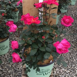 3 gallon - Rose Miracle on the Hudson™ Pink (ROSE MIRACLE ON THE HUDSON™ PINK) - 3 gallon - 3 gallon