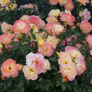 2 gallon - Rose Oso Easy® Italian Ice®  (ROSE OSO EASY ITALIAN ICE) - 2 gallon - 2 gallon