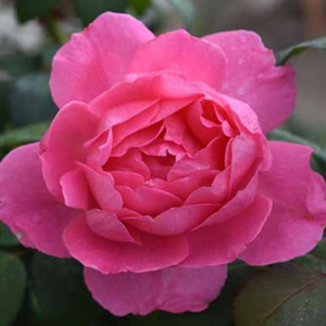 2 gallon - Rose True Bloom™ Inspiration (ROSE TRUE BLOOM™ INSPIRATION) - 2 gallon - 2 gallon