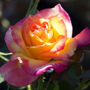 2 gallon - Rose True Bloom™ Sincerity (ROSE TRUE BLOOM™ SINCERITY) - 2 gallon - 2 gallon