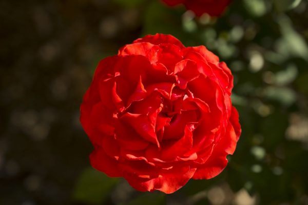 2 gallon - Rose True Passion (ROSE H. DOUBLE 10) - 2 gallon - 2 gallon
