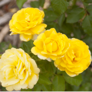 2 gallon - Rose Yellow Brick Road (ROSE E.E. YELLOW BRICK ROAD) - 2 gallon - 2 gallon