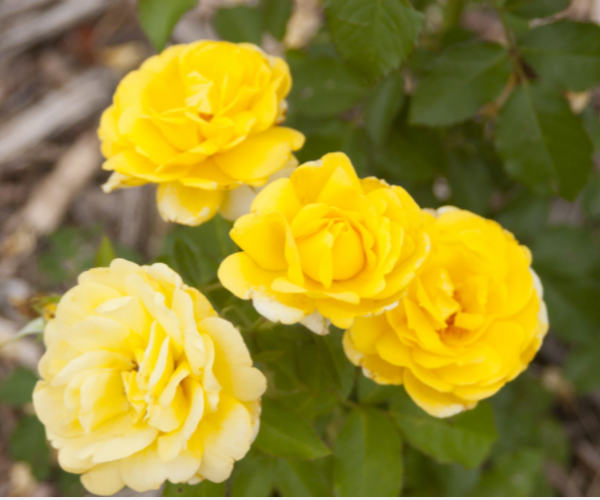 2 gallon - Rose Yellow Brick Road (ROSE E.E. YELLOW BRICK ROAD) - 2 gallon - 2 gallon