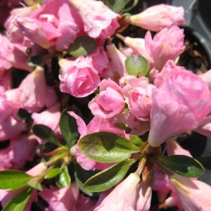1 gallon - Rosebud Azalea (AZALEA ROSEBUD) - 1 gallon - 1 gallon