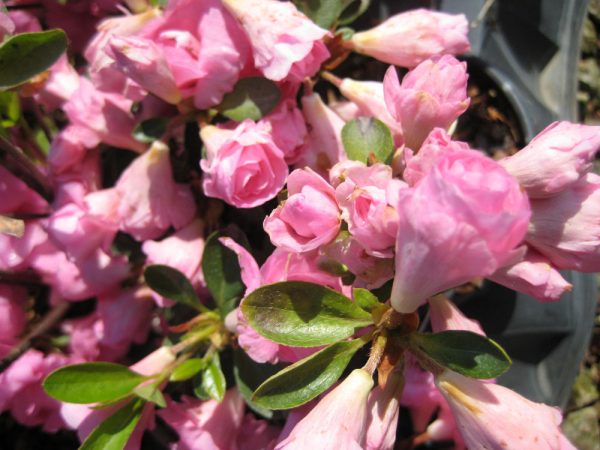 1 gallon - Rosebud Azalea (AZALEA ROSEBUD) - 1 gallon - 1 gallon
