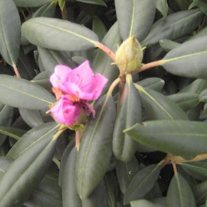 3 gallon 15" - Roseum Elegans Rhododendron (RHODO. ROSEUM ELEGANS) - 3 gallon 15" - 3 gallon 15"