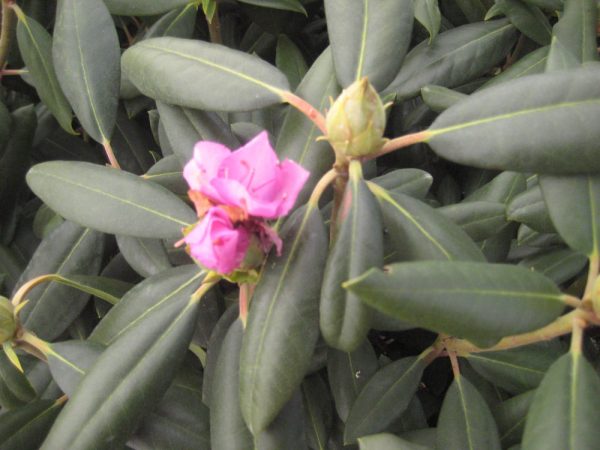 3 gallon 15" - Roseum Elegans Rhododendron (RHODO. ROSEUM ELEGANS) - 3 gallon 15" - 3 gallon 15"