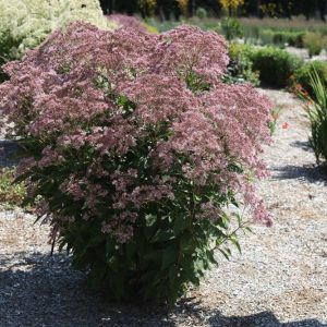 2 gallon - Rosie Josie™ Joe-Pye (EUPATORIUM X. ROSIE JOSIE) - 2 gallon - 2 gallon