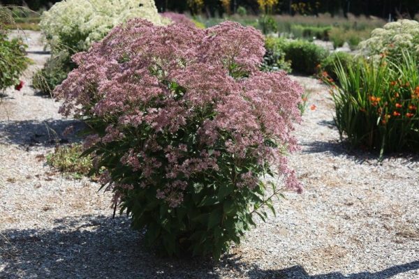 2 gallon - Rosie Josie™ Joe-Pye (EUPATORIUM X. ROSIE JOSIE) - 2 gallon - 2 gallon