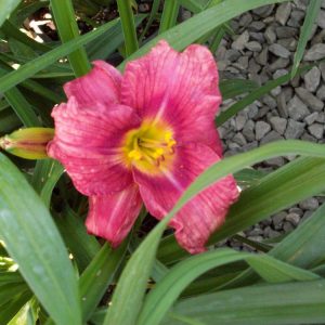1 gallon - Rosy Returns Daylily (HEMER ROSY RETURNS) - 1 gallon - 1 gallon