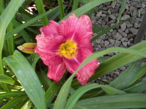1 gallon - Rosy Returns Daylily (HEMER ROSY RETURNS) - 1 gallon - 1 gallon