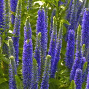 1 gallon - Royal Candles Speedwell (VERONICA ROYAL CANDLES) - 1 gallon - 1 gallon