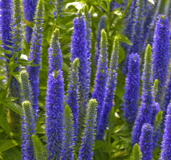 1 gallon - Royal Candles Speedwell (VERONICA ROYAL CANDLES) - 1 gallon - 1 gallon