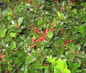 3 gallon 15" - Royal Family (Blue Prince/Blue Maid) Holly (ILEX ROYAL FAMILY-PRINCE/MAID) - 3 gallon 15" - 3 gallon 15"