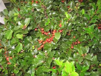 3 gallon 15" - Royal Family (Blue Prince/Blue Maid) Holly (ILEX ROYAL FAMILY-PRINCE/MAID) - 3 gallon 15" - 3 gallon 15"