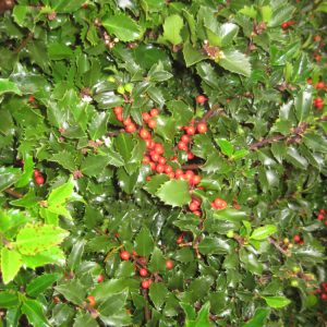 3 gallon 15" - Royal Family (Blue Prince/Blue Princess) Holly (ILEX ROYAL FAMILY-PRINCE/PRINCESS) - 3 gallon 15" - 3 gallon 15"