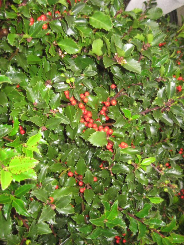 3 gallon 15" - Royal Family (Blue Prince/Blue Princess) Holly (ILEX ROYAL FAMILY-PRINCE/PRINCESS) - 3 gallon 15" - 3 gallon 15"
