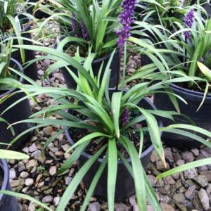 1 gallon - Royal Purple Lily Turf (LIRIOPE M. ROYAL PURPLE) - 1 gallon - 1 gallon