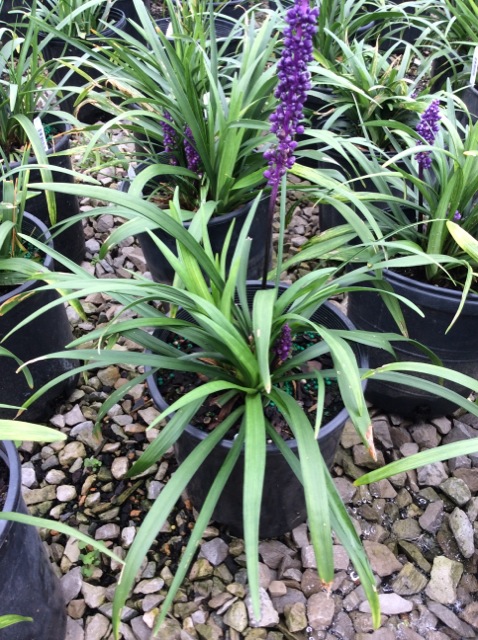 1 gallon - Royal Purple Lily Turf (LIRIOPE M. ROYAL PURPLE) - 1 gallon - 1 gallon