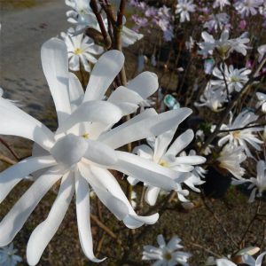 3 gallon 24-30" - Royal Star Magnolia (MAGNOLIA S. ROYAL STAR) - 3 gallon 24-30" - 3 gallon 24-30"