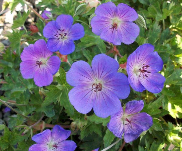 1 gallon - Rozanne™ Cranebill (GERANIUM ROZANNE) - 1 gallon - 1 gallon