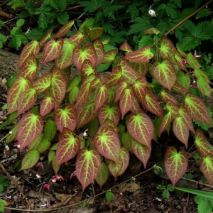 1 gallon - Rubrum Red Barrenwort (EPIMEDIUM X RUBRUM) - 1 gallon - 1 gallon