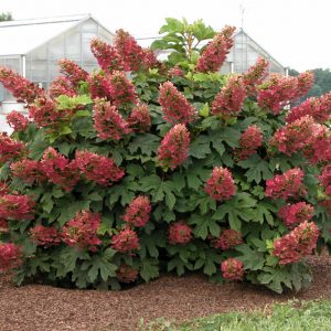 1 gallon - Ruby Slippers Oakleaf Hydrangea (HYDRANGEA QU. RUBY SLIPPERS) - 1 gallon - 1 gallon