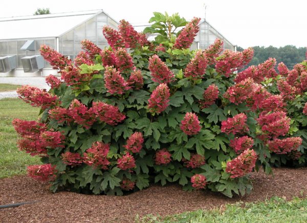 1 gallon - Ruby Slippers Oakleaf Hydrangea (HYDRANGEA QU. RUBY SLIPPERS) - 1 gallon - 1 gallon