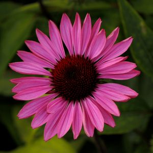 1 gallon - Ruby Star Coneflower (ECHINACEA PURPUREA RUBY STAR) - 1 gallon - 1 gallon