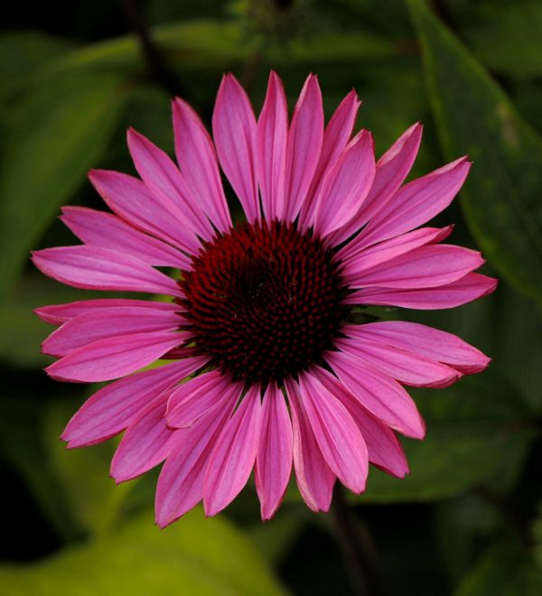 1 gallon - Ruby Star Coneflower (ECHINACEA PURPUREA RUBY STAR) - 1 gallon - 1 gallon