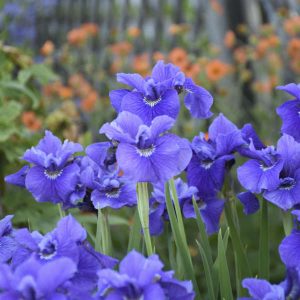 1 gallon - Ruffled Velvet Siberian Iris (IRIS SIBERICA RUFFLED VELVET) - 1 gallon - 1 gallon